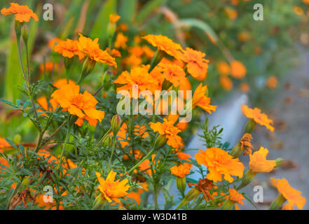 Orange ringelblume Blumen im Garten, Grün, Hintergrund, Nahaufnahme Stockfoto