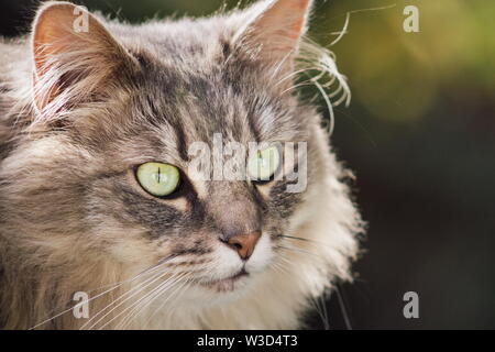 Nahaufnahme einer inländischen grau Langhaarige flauschige Katze mit Kopie Raum Stockfoto