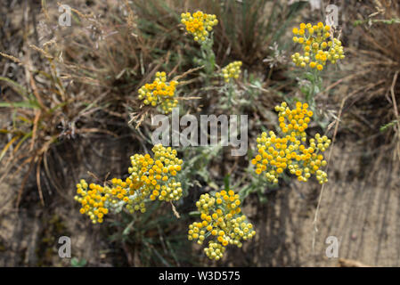 Helichrysum arenarium, Zwerg Everlast, Immortelle, gelben Blüten Nahaufnahme Stockfoto