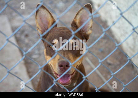 Smiling Australian Kelpie Hund hinter einem Zaun. Stockfoto