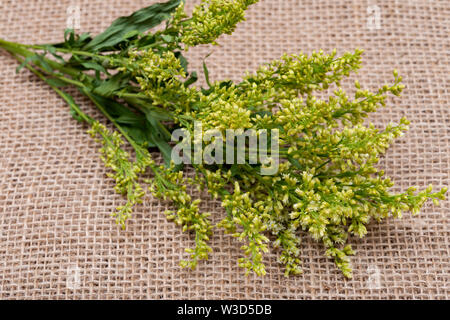 Stiele von frischen gelben Astern Solidago Blumen (gemeinhin als goldenrods) auf natürlichen Sackleinen Hintergrund. Gattung: Solidago in Asteraceae Familie. Stockfoto