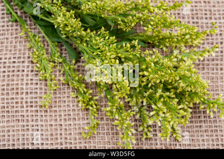 Stiele von frischen gelben Astern Solidago Blumen (gemeinhin als goldenrods) auf natürlichen Sackleinen Hintergrund. Gattung: Solidago in Asteraceae Familie. Stockfoto