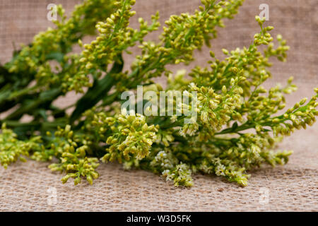 Stiele von frischen gelben Astern Solidago Blumen (gemeinhin als goldenrods) auf natürlichen Sackleinen Hintergrund. Gattung: Solidago in Asteraceae Familie. Stockfoto