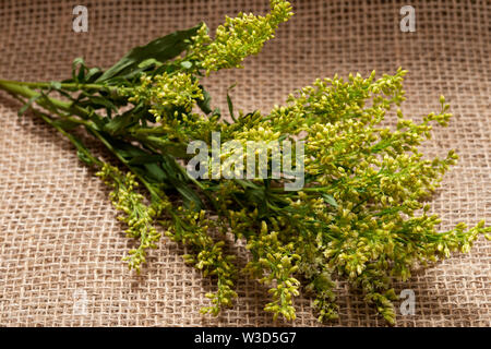 Stiele von frischen gelben Astern Solidago Blumen (gemeinhin als goldenrods) auf natürlichen Sackleinen Hintergrund. Gattung: Solidago in Asteraceae Familie. Stockfoto