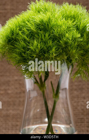 Grüner Ball - Dianthus Barbatus - Sweet William. Einzigartige kugelförmige, hellgrünen Blüten in klarem Glas Vase auf natürliche Sackleinen Hintergrund isoliert. Stockfoto