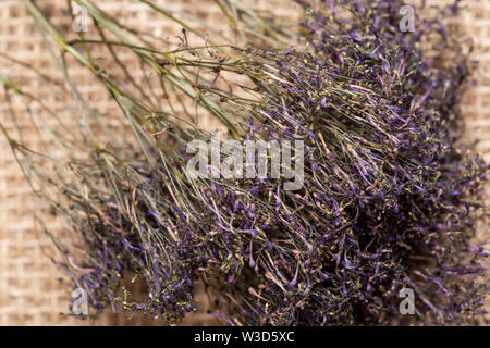 Erhaltene Lila Caspia für getrocknete Blüten oder Wedding Bouquet - Große Haufen. Lila Blumenstrauß Füllstoffe isoliert auf natürliche Sackleinen Hintergrund. Stockfoto