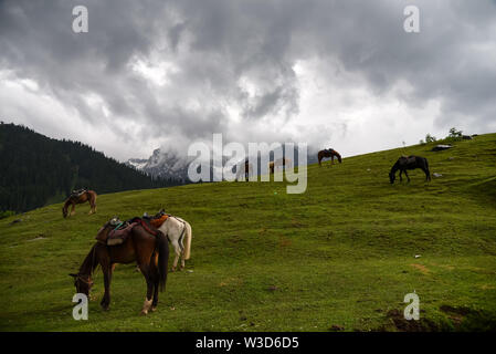 Ganderbal, Indien. 14. Juli, 2019. Ponys grasen auf Wiesen von Sonamarg, etwa 85 Km von Sommer Hauptstadt Srinagar. Jammu und Kaschmir ist ein umstrittenes Gebiet zwischen Indien und Pakistan geteilt, aber in seiner Gesamtheit behauptete, von beiden Seiten. Credit: SOPA Images Limited/Alamy leben Nachrichten Stockfoto