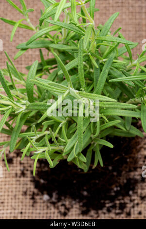 Bio Rosmarin Pflanze mit Wurzeln in befruchteten Boden auf natürliche Sackleinen Hintergrund isoliert. Rosmarinus officinalis in den MINT-Familie Lamiaceae. Stockfoto