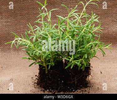 Bio Rosmarin Pflanze mit Wurzeln in befruchteten Boden auf natürliche Sackleinen Hintergrund isoliert. Rosmarinus officinalis in den MINT-Familie Lamiaceae. Stockfoto