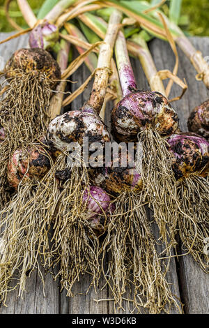 Eine Nahaufnahme von frisch gepflückte Knoblauch und beruht auf einer Holzbank. Stockfoto