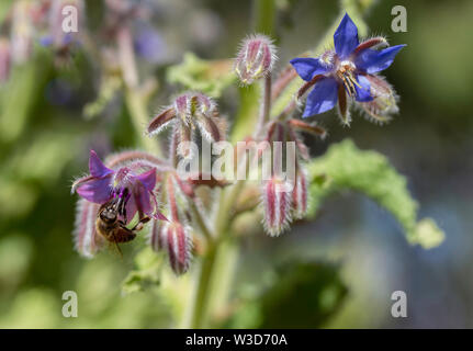 Biene Pollinates Borretsch Blüte im Garten. Stockfoto