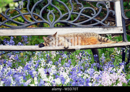 Ein Mackerel Tabby Katze (Felis catus) Schlafen auf einer gartenbank mit bluebells Blühen in den Vordergrund. Maple Ridge, B.C., Kanada Stockfoto