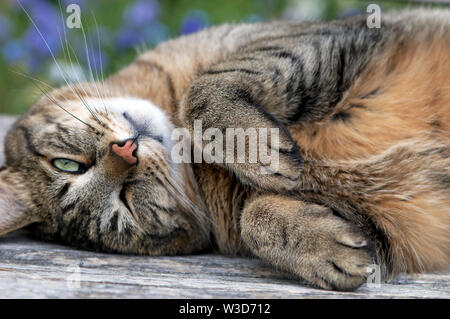 Ein Mackerel Tabby Katze (Felis catus) mit dem Kopf auf den Kopf und ein Auge offen und Pfoten gefaltet ruht. Stockfoto