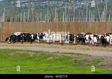 Schwarzbunte Rinder aufgereiht Fütterung mit Heu. Stockfoto