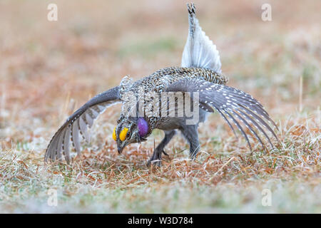 Männliche scharfe-tailed grouse Tanz auf dem Lek. Stockfoto