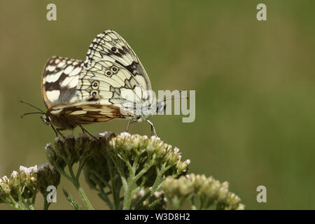 Ein paar hübsche Marbled White Butterfly, Melanargia galathea, hocken auf einem Yarrow flower in einem Feld in Großbritannien. Stockfoto