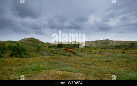 Natürliche Dünen in der Nähe von Bergen aan Zee in Niederlande Stockfoto