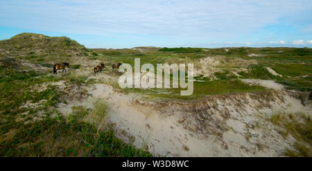 Dünen in der Nähe von Bergen aan Zee in Niederlande Stockfoto