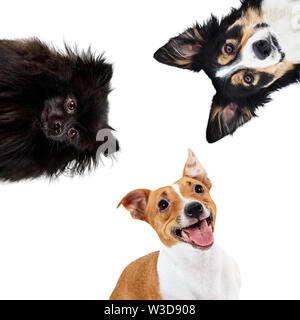 Collage von verschiedenen Rasse im Kreis. Hunde zusammen zu sitzen. Stockfoto