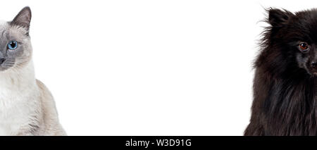 Collage von schwarzen Deutschen spitz und blue-point Thai Katze mit kopieren. Auf weiß isoliert. Stockfoto