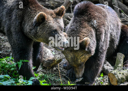 Europäische Braunbären Settle in größte Braun in Großbritannien tragen Ausstellung bei wilden Ort Projekt, South Gloucestershire, wo die Bären, die sich in einem riesigen neuen Wald Lebensraum sind, neben der Wölfe, Luchse und Wolverine zu leben, so wie sie vor Tausenden von Jahren getan haben würde. Tragen Holz ist für die Öffentlichkeit am 25. Juli zu öffnen. Stockfoto