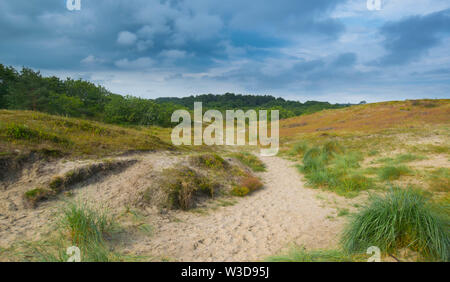 Dünen in der Nähe von Bergen aan Zee in Niederlande Stockfoto