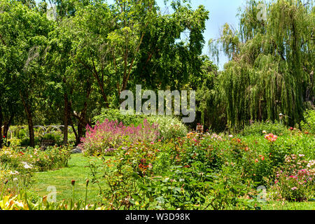 Rosengarten in voller Blüte in einer üppigen Landschaft, die von Bäumen und einer Trauerweide umgeben. Stockfoto