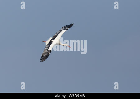 Close-up Weißstorch (Ciconia ciconia) im Flug, blauer Himmel, Flügeln, Stockfoto