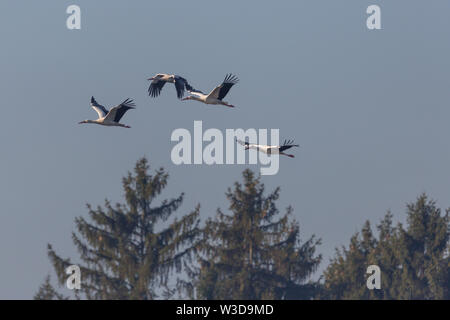 Vier Weißstörche (Ciconia ciconia) Fliegen über Bäume, blauer Himmel Stockfoto