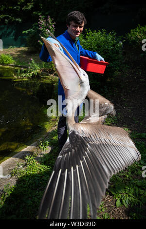 Eine neue pelican Sonne während der Fütterung im St James's Park, London genannt. Drei Pelikane, namens "Sonne, Mond und Sterne, haben begabte in den Park von der Prager Zoo im Park ankommen, Ende Mai, aber gehalten wurden von der allgemeinen Ansicht, während Sie sich in Ihre neue Umgebung nieder versteckt. Stockfoto