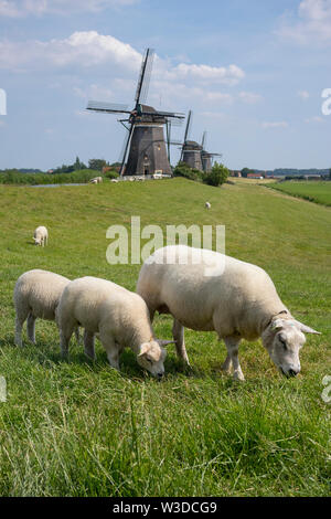 Leidschendam, Niederlande - 24 Juni 2019: Molendriegang, drei Windmühlen, in der Gegend von Leidschendam mit Schaf im Vordergrund. Stockfoto