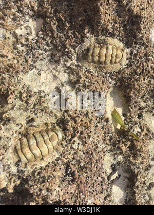 Nordamerika, Karibik, Kuba, Cayo Santa Maria, Iberostar Cayo Ensenachos, chitons Stockfoto