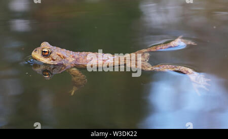 Kröte im Wasser - Frosch Stockfoto