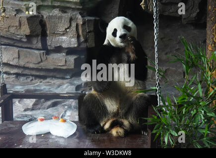 (190715) - jinan, Juli 15, 2019 (Xinhua) - Giant panda" Erxi" genießt Essen in Jinan Wildlife World in Jinan, Provinz Shandong im Osten Chinas, 15. Juli 2019. Zoo Behörden haben Maßnahmen getroffen, um der Panda im Sommer kühl zu halten. (Xinhua / Wang Kai) Stockfoto