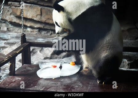 (190715) - jinan, Juli 15, 2019 (Xinhua) - Giant panda" Erxi" genießt gefrorenes Obst in Jinan Wildlife World in Jinan zu kühlen, der ostchinesischen Provinz Shandong, 15. Juli 2019. Zoo Behörden haben Maßnahmen getroffen, um der Panda im Sommer kühl zu halten. (Xinhua / Wang Kai) Stockfoto