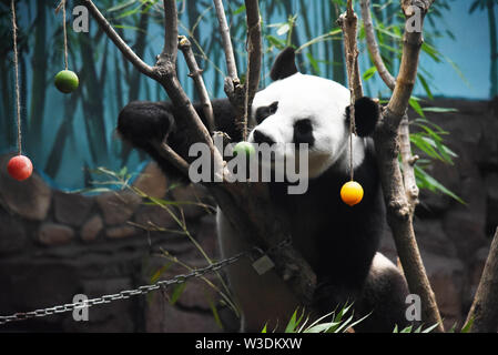 (190715) - jinan, Juli 15, 2019 (Xinhua) - Giant panda" Erxi" genießt Obst in Jinan Wildlife World in Jinan zu kühlen, der ostchinesischen Provinz Shandong, 15. Juli 2019. Zoo Behörden haben Maßnahmen getroffen, um der Panda im Sommer kühl zu halten. (Xinhua / Wang Kai) Stockfoto