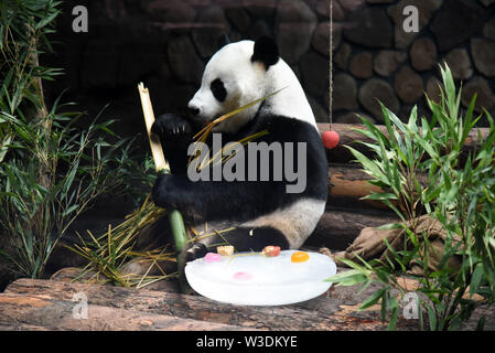 (190715) - jinan, Juli 15, 2019 (Xinhua) - Giant panda" Erxi" genießt Bambus in Jinan Wildlife World in Jinan, Provinz Shandong im Osten Chinas, 15. Juli 2019. Zoo Behörden haben Maßnahmen getroffen, um der Panda im Sommer kühl zu halten. (Xinhua / Wang Kai) Stockfoto