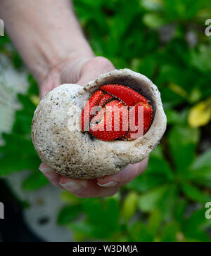 Hand mit einem roten Einsiedler Landcrab (coenobita Coenobita perlatus oder Perlata), Aitutaki, Cook Inseln, Polynesien Stockfoto