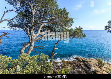 Frankreich, Var, Rayol Canadel Sur Mer, die Domaine du Rayol, mediterraner Garten, Eigentum des Conservatoire du littoral, Blick auf das Meer von der Po Stockfoto