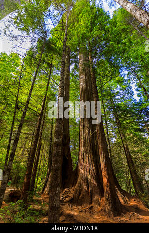 Die majestätischen coast Redwood Bäumen (Sequoia sempervirens) erreichen Sie den Himmel in den Lady Bird Johnson Grove im Redwood National Park, Orick, CA, USA. Stockfoto