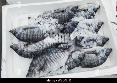 Rohe frische Fische auf dem Fischmarkt in der Griechenland blockiert. Stockfoto