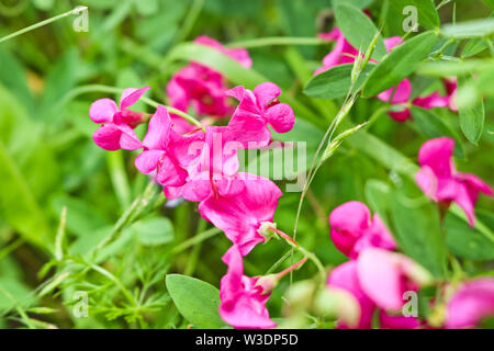 Hell lila Blumen von süssen Erbsen in einer Wiese auf einem verschwommenen Hintergrund. Weiche selektiven Fokus. Für das Template. Stockfoto
