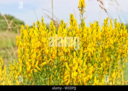 Gelbe Blumen eines Färber Ginster (Genista Dolmetsch, Dyer greenweed). Heilpflanze, und ist für die zum Färben von Textilien verwendet. Stockfoto