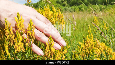 Hand Anschläge in den gelben Blüten von einem Färber Ginster (Genista dolmetsch). Heilpflanze, und ist für das Färben Gewebe verwendet. Stockfoto