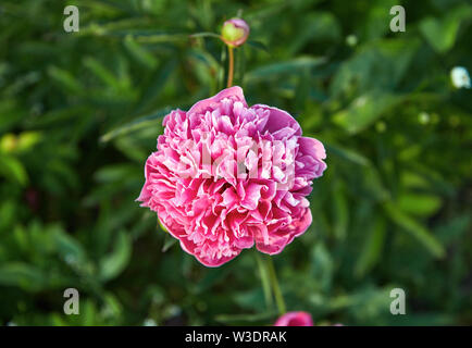 Rosa Pfingstrose Draufsicht auf grünem Hintergrund Makro Foto Stockfoto