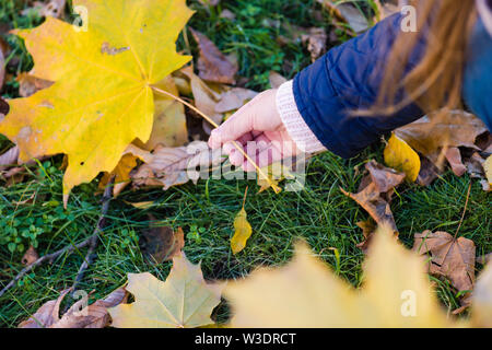 Weibliches kind Hand mit schönen Maple Leaf, close-up. Stockfoto