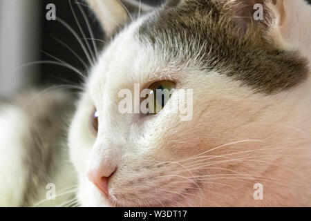 Closeup Portrait der Kopf eines roten und weißen Katze mit schönen, gelben Augen Stockfoto