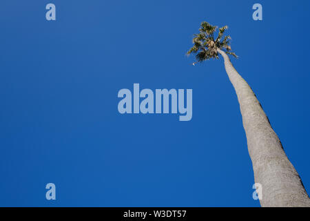 Low Angle View einer hohen Palme gegen einen klaren blauen sonnigen Himmel Stockfoto