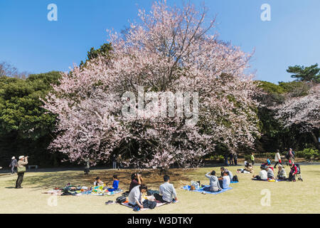 Japan, Honshu, Tokyo, Shinjuku, Shinjuku Goen National Garten, Menschen Picniking unter Kirschblüten Stockfoto