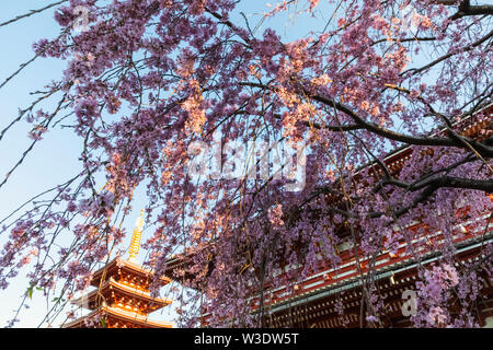 Japan, Honshu, Tokyo, Asakusa, Sensoji-tempel und Kirschblüte und die Fünfstöckige Pagode Stockfoto